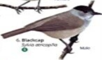 Park and garden birds by Rebecca Farley-Brown (Paperback Book) - Image 4
