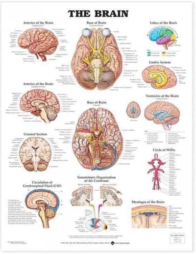 Brain Anatomical Chart by Anatomical Chart Company (2000, Wallchart) - Image 5
