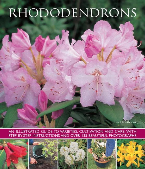 Rhododendrons by Hawthorne Lin (Paperback Book)