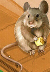 2X Humane Mouse Traps Live Catch and Releas Mousetrap Reusable Mice Trap No Kill