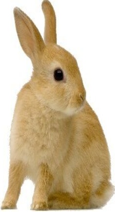 88CM INDOOR DWARF RABBIT GUINEA PIG CHINCHILLA FERRET CAGE HUTCH CASTORS DYR3A