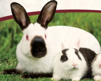 20kg Heygates Rabbit's Choice Pellets Rabbit Food Country Feeds
