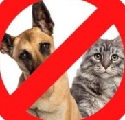 6 x PestShield Move It Cat & Dog Garden Repellent Non Toxic 100% Natural 240g