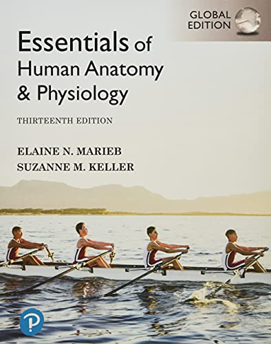 Essentials Of Human Anatomy Physiology G