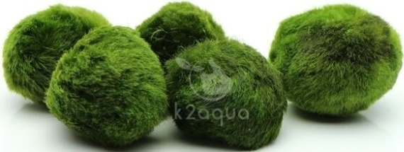 10 Moss Ball +2ExtraFREE live aquarium plants shrimps fish tank java nano Marimo