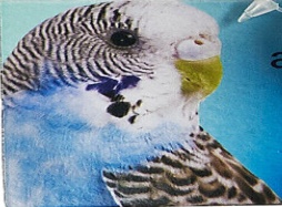 ADVENTURE BOUND MR JINGLES BEADS & BELLS SMALL PARAKEET BUDGIE HANGING CAGE TOY