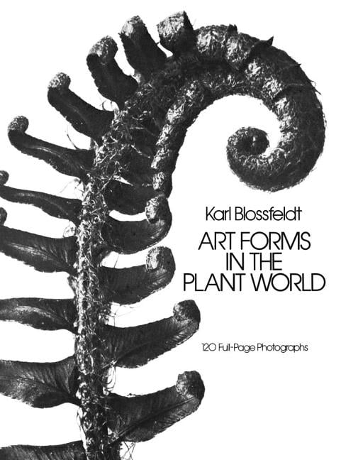 Art Forms In The Plant World Karl Blossfeldt - Image 3