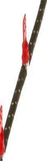 Gates Molded Fuel Hose - MFL1263