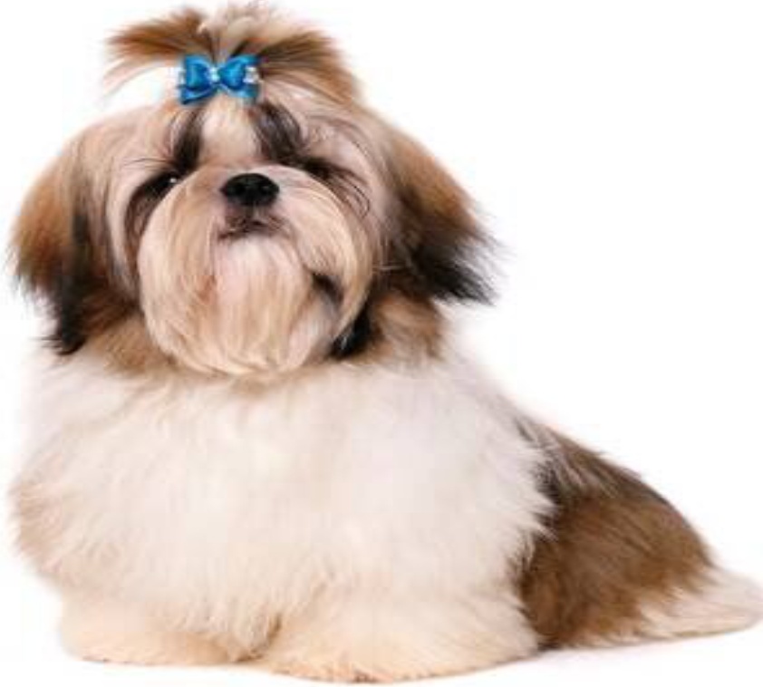 Shih Tzu: Dog Breed Expert Series by About Pets (Hardcover) (New)