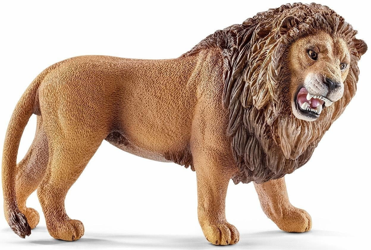 Lion, Roaring