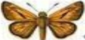 Guide to the butterflies of Britain and Ireland