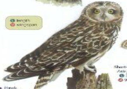 Guide to British Owls and Owl Pellets by Leanne Thomas (Other printed item) - Image 3
