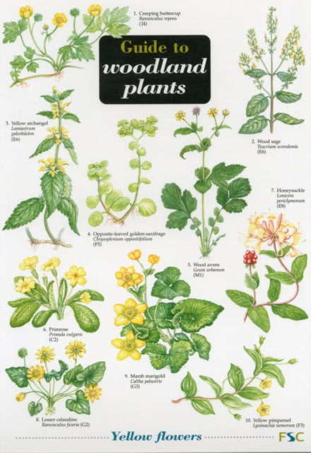 Guide to Woodland Plants by Mavis Gulliver (Sheet map, folded) - Image 5