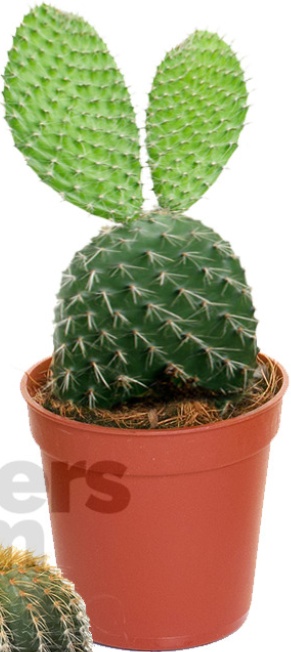 Cactus Mix - 5 Plants - House / Office Live Indoor Pot Plant - Ideal Gift