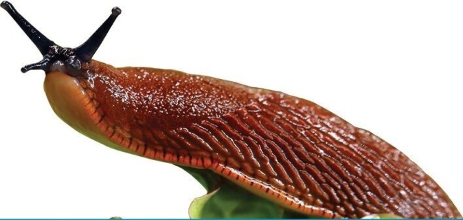 B&Q -  Slug Nematodes Natural Garden Pest Control For Slugs 40Sq.m - Image 3