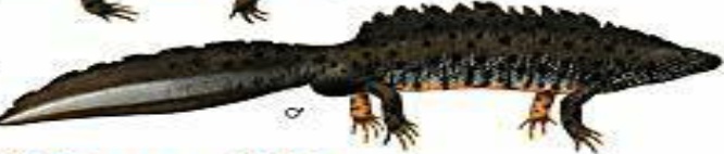 Guide to the Reptiles and Amphibians of Britain and Ireland b... - 9781851538652