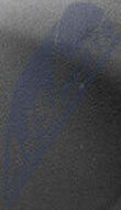 EDS-AU-036 NTY Washer Fluid Jet, windscreen for AUDI