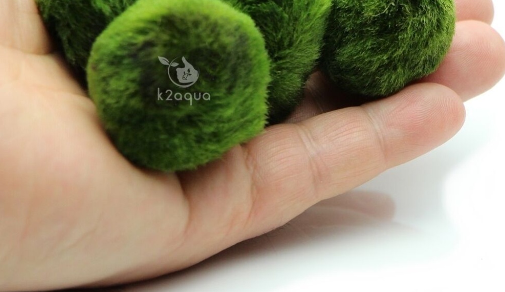 5 Moss Balls +1ExtraFREE live aquarium plants Marimo Ball shrimps nano K2AQUA