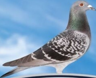 20KG BUCKTONS PIGEON CONDITIONER : Bird Food Trapping Aniseed Scent Pet Seed Mix - Image 2