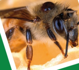 Thymol Varroa Mite Treatment for Bees Andermatt Biovet (Expiry date: Mar 2028)