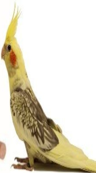 TRIXIE WOODEN COCKATEIL NEST NESTING BOX WITH PERCH CAGE AVAIRY OPENING TOP