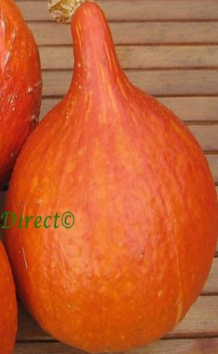 SQUASH UCHIKI KURI  40 FINEST SEEDS