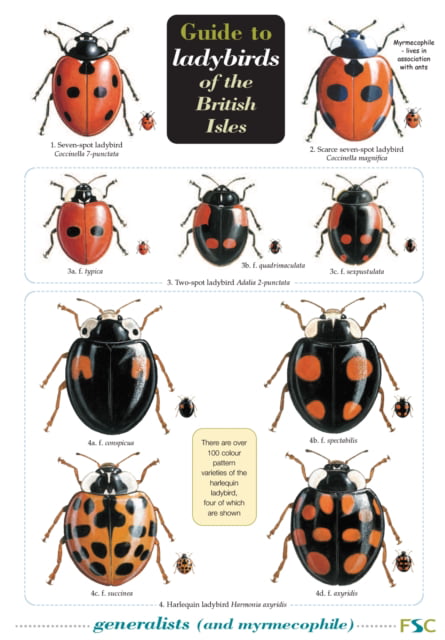 Guide to Ladybirds of the British Isles by Michael Majerus, H... - 9781851532971