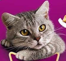4 x 180g Whiskas Temptations Adult Cat Treats Chicken & Cheese (720g)