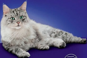 Purina ONE Adult Cat Mini Fillets in Gravy Wet Food - 40 x 85g - Image 7